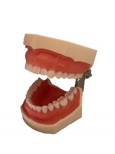Стоматологическая модель челюсти со съемными зубами 32Dent-1