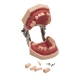 Cтоматологическая модель челюсти со съемными зубами 28Dent
